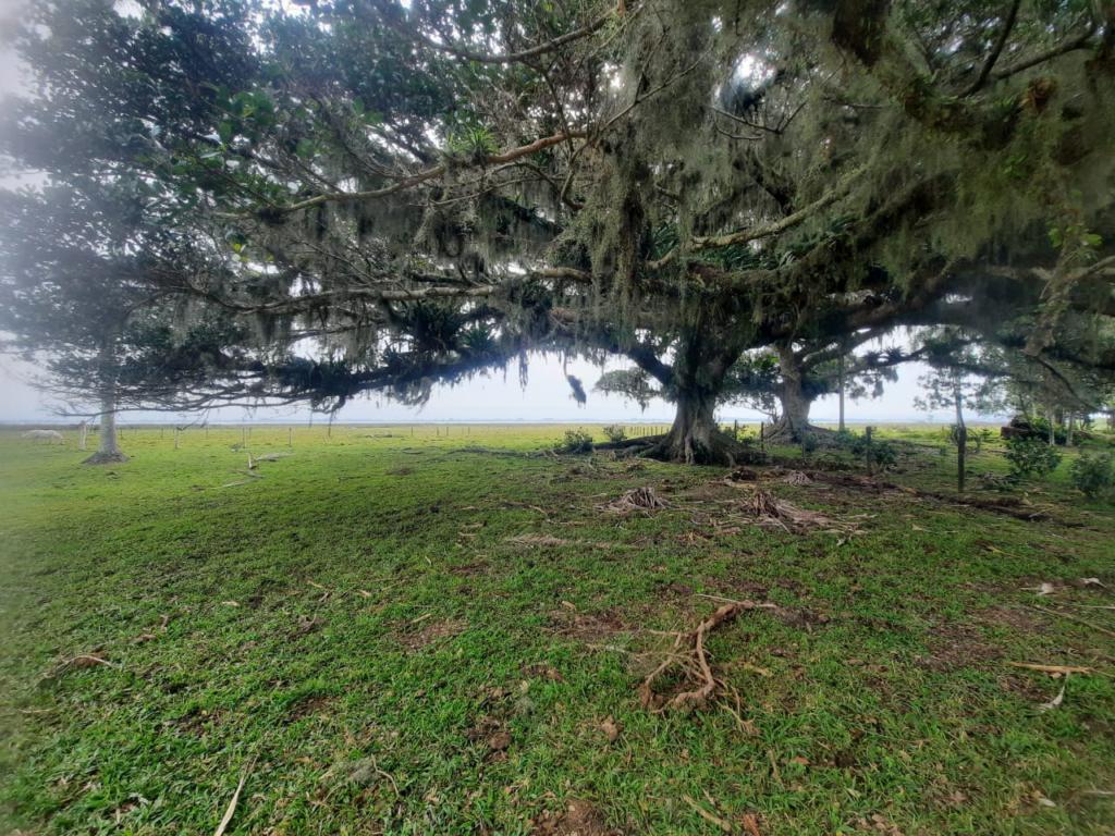 Fazenda à venda com 1 quarto, 25000m² - Foto 7