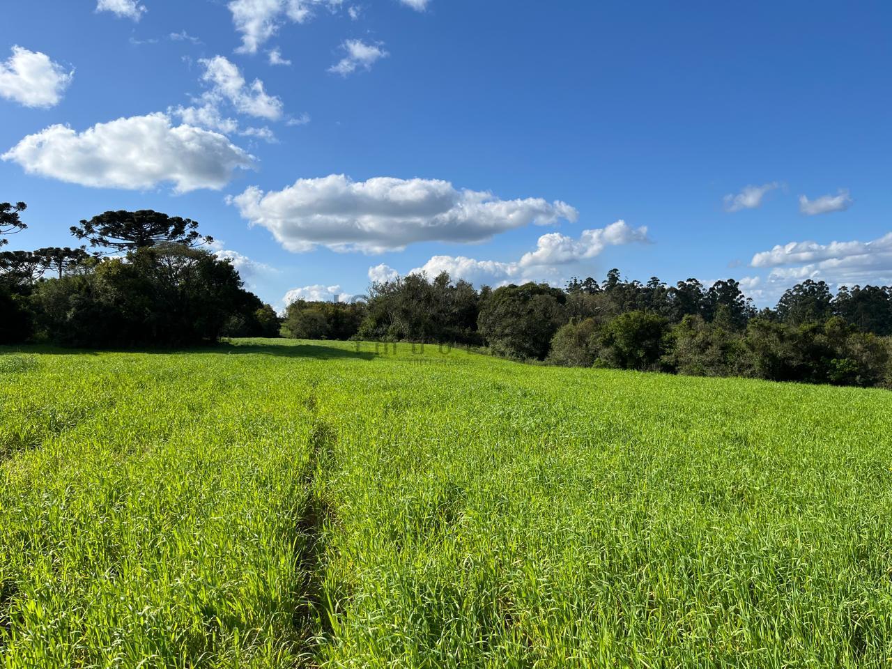 Fazenda à venda, 900m² - Foto 8