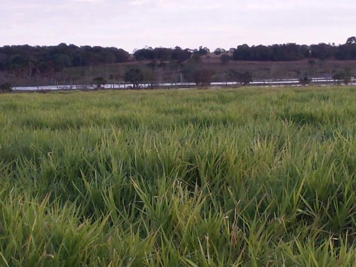 Fazenda à venda com 3 quartos - Foto 3