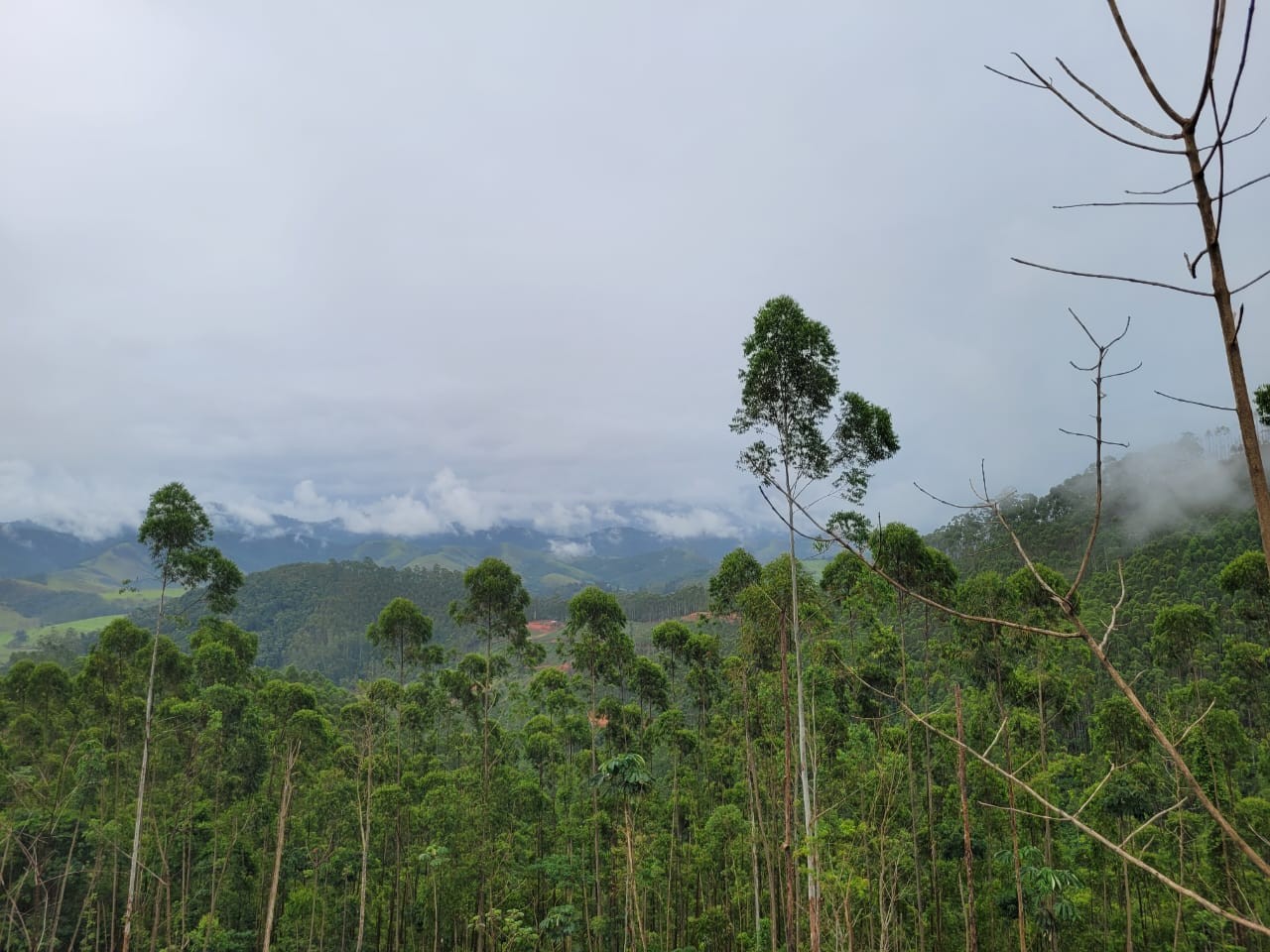 Terreno, 3 hectares - Foto 4