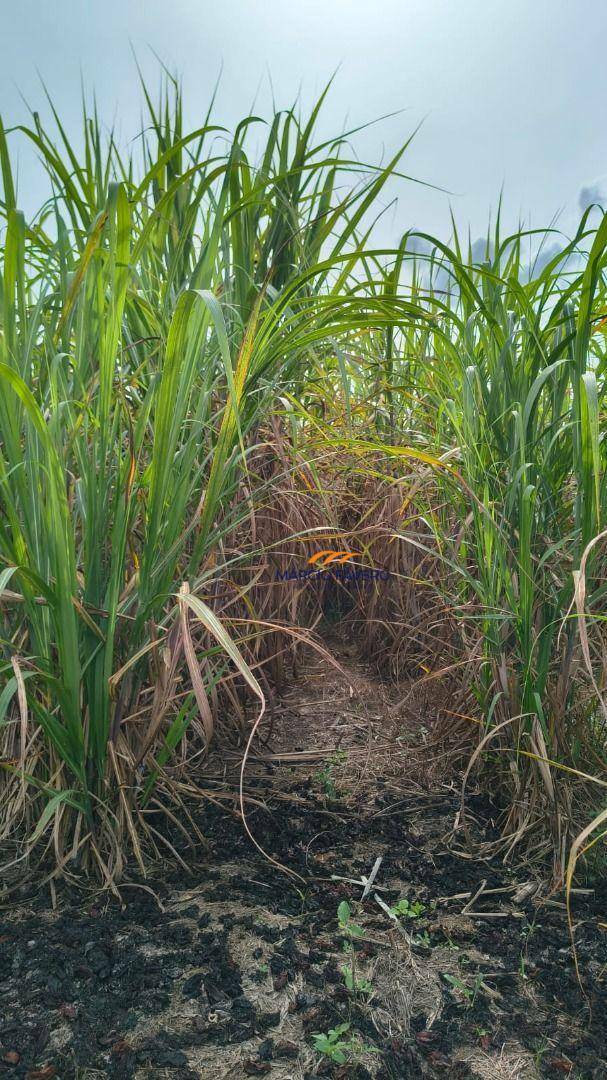 Fazenda, 137 hectares - Foto 2