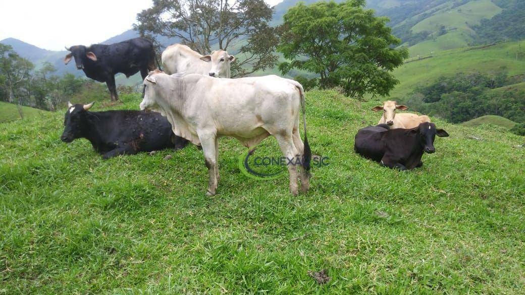 Fazenda à venda com 3 quartos, 2970000M2 - Foto 30