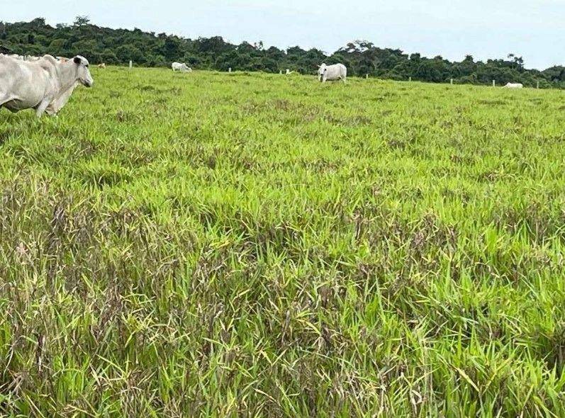 Fazenda à venda, 171250000M2 - Foto 26