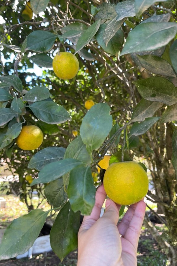 Chácara, 10000 m² - Foto 39