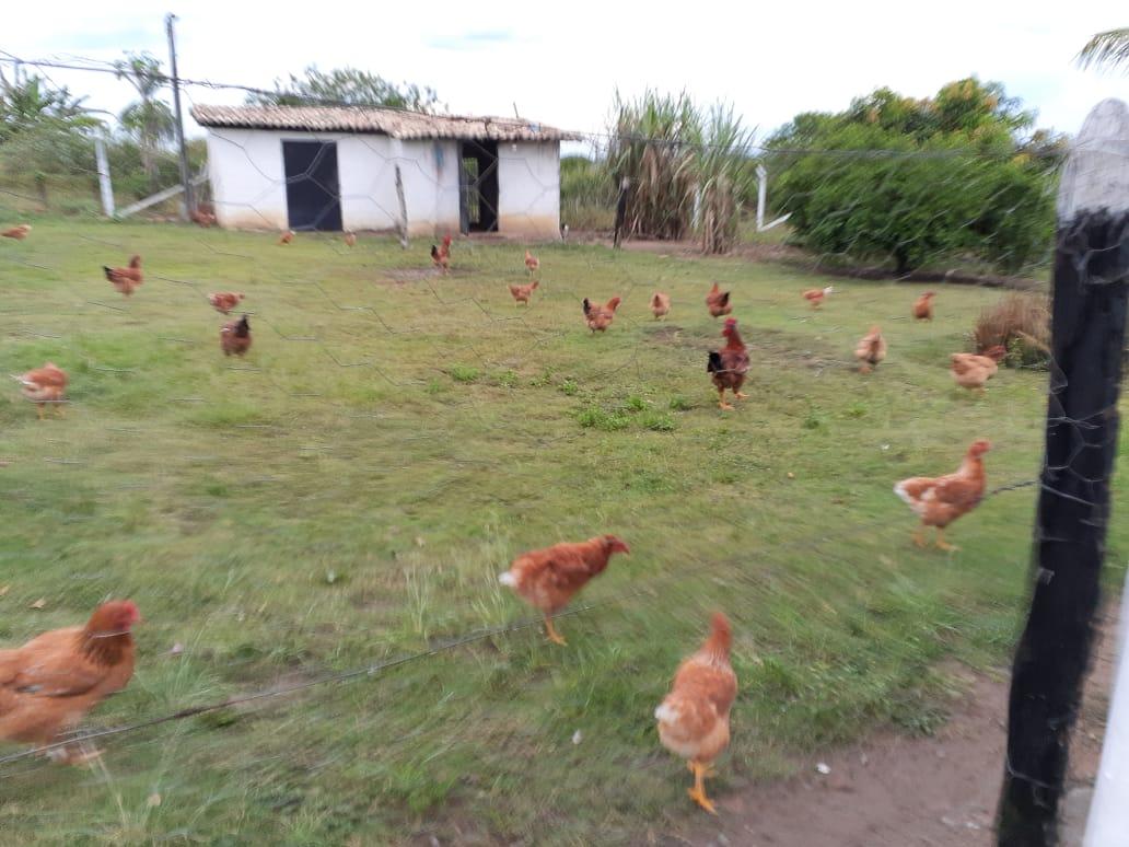 Fazenda à venda, 1000m² - Foto 34