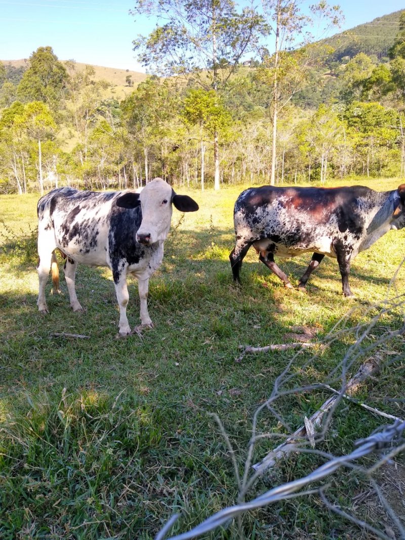 Fazenda à venda com 2 quartos, 120m² - Foto 16