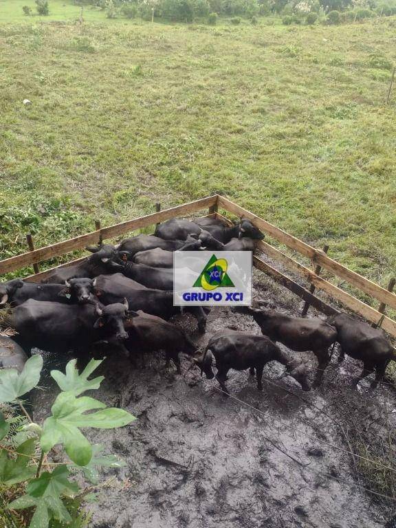 Fazenda à venda com 3 quartos, 13190400M2 - Foto 4