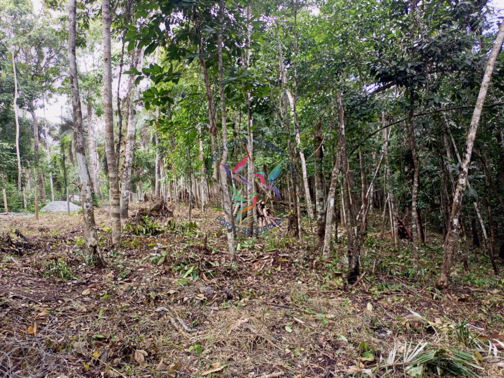 Terreno à venda, 12000m² - Foto 5