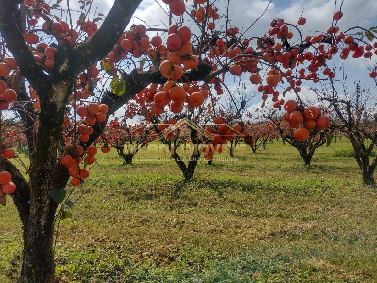 Fazenda à venda, 5m² - Foto 43