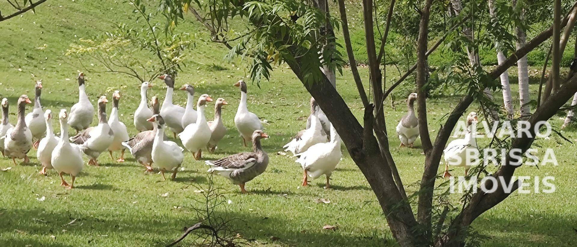 Chácara à venda com 4 quartos, 350m² - Foto 52