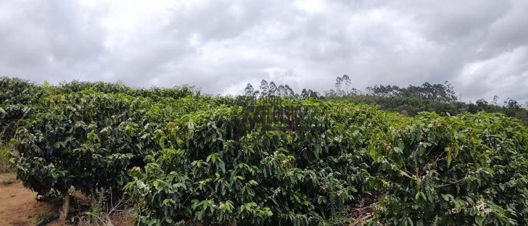 Fazenda à venda, 1452000M2 - Foto 58