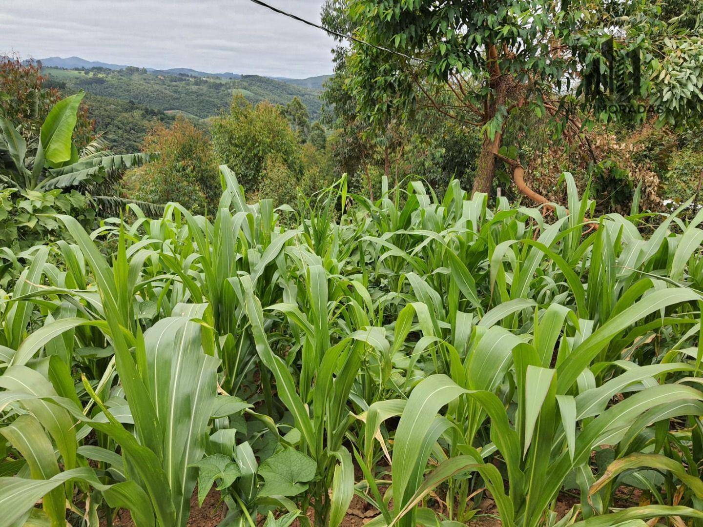 Chácara à venda com 2 quartos, 48400M2 - Foto 4