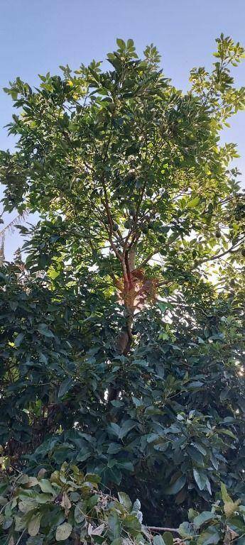 Sítio, 10 hectares - Foto 92