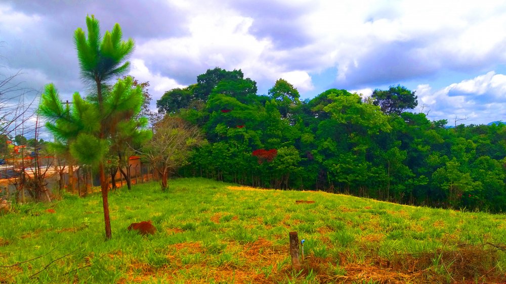 Terreno à venda, 1300m² - Foto 3