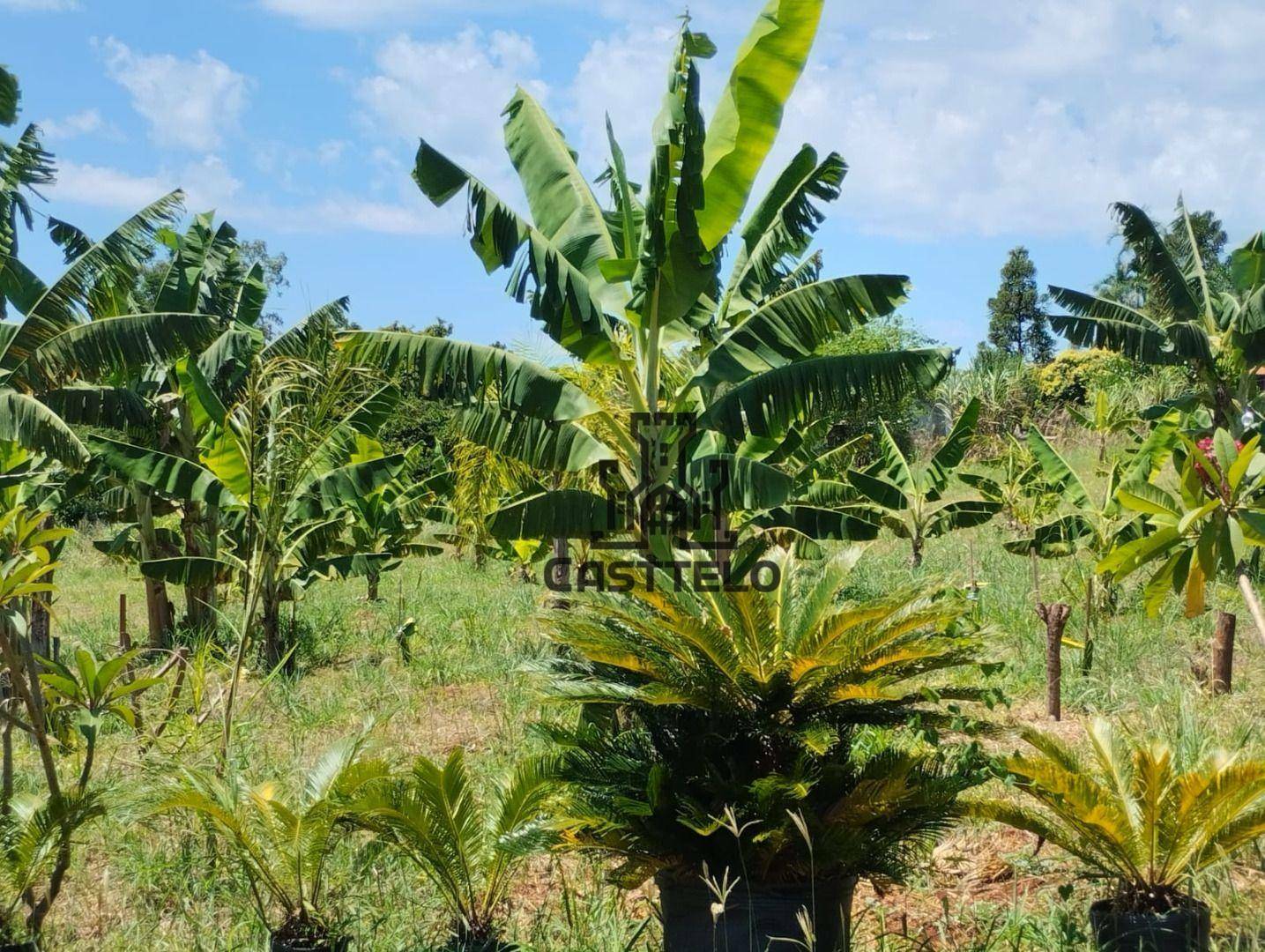 Chácara à venda com 3 quartos, 5022M2 - Foto 29