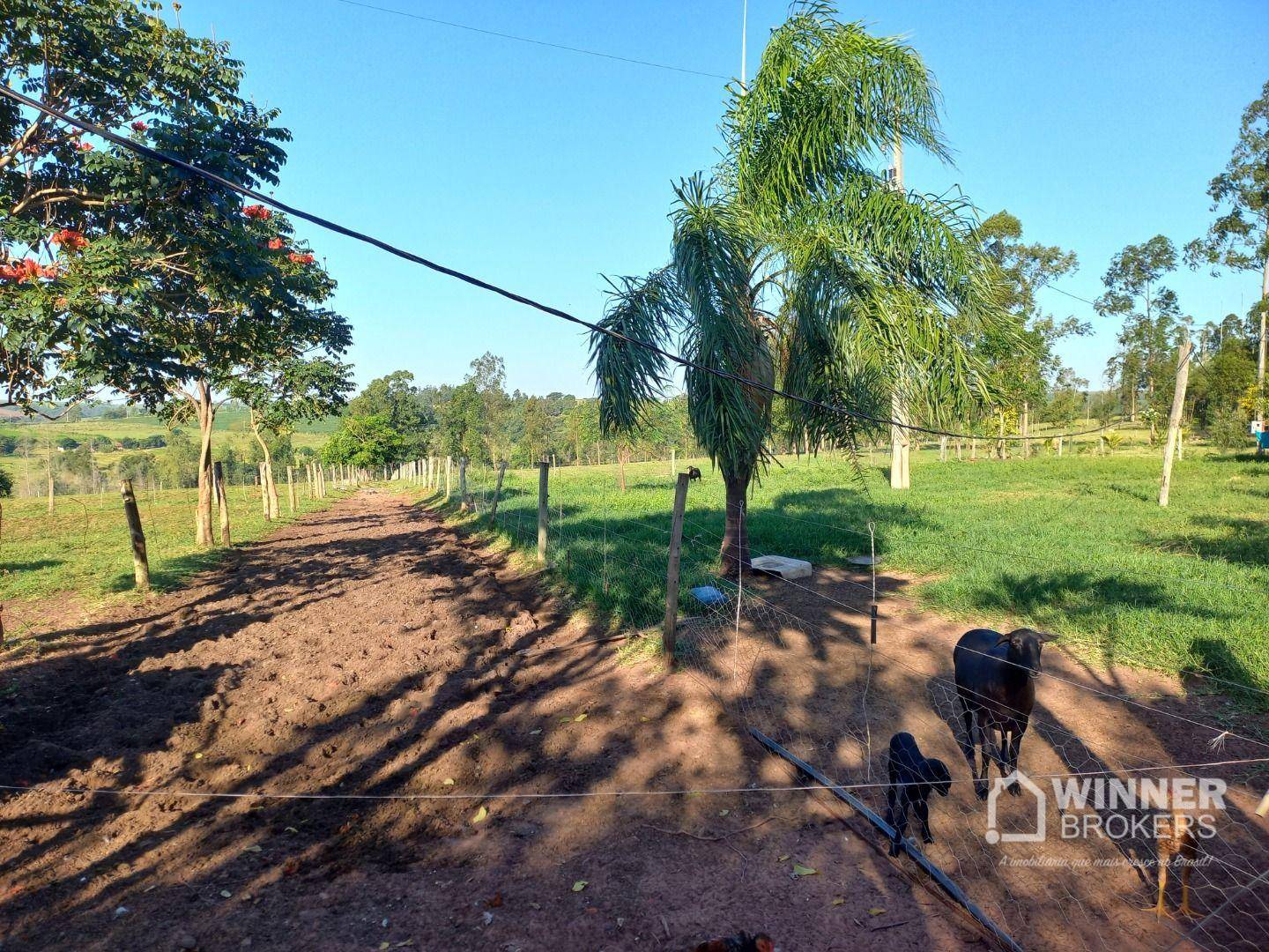 Sítio, 8 hectares - Foto 2