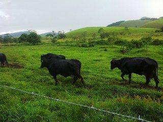 Fazenda à venda com 5 quartos, 140m² - Foto 8