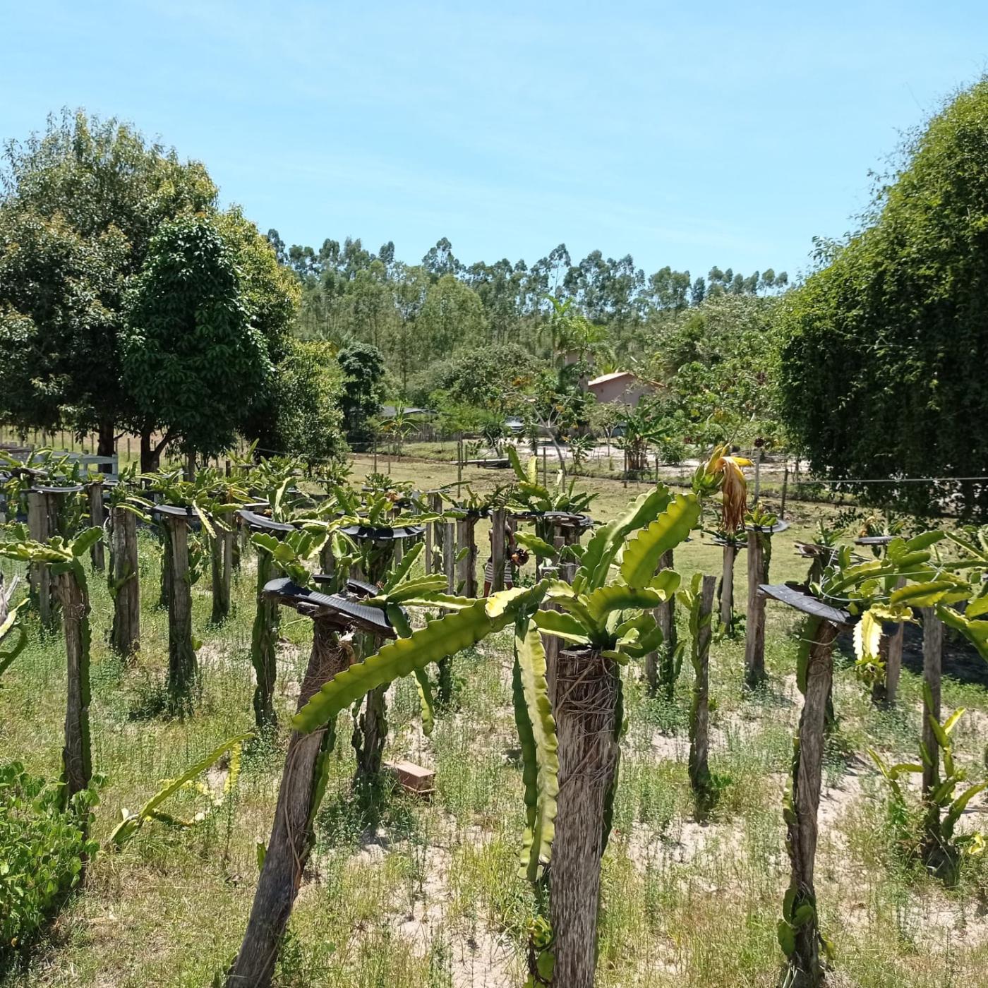 Fazenda à venda com 3 quartos, 80000m² - Foto 8