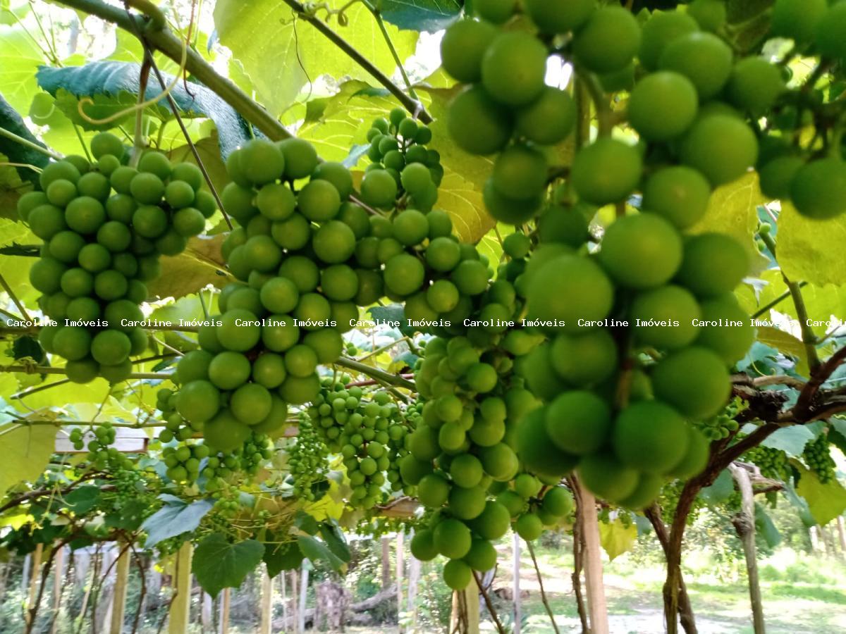 Fazenda à venda com 4 quartos, 418000m² - Foto 41