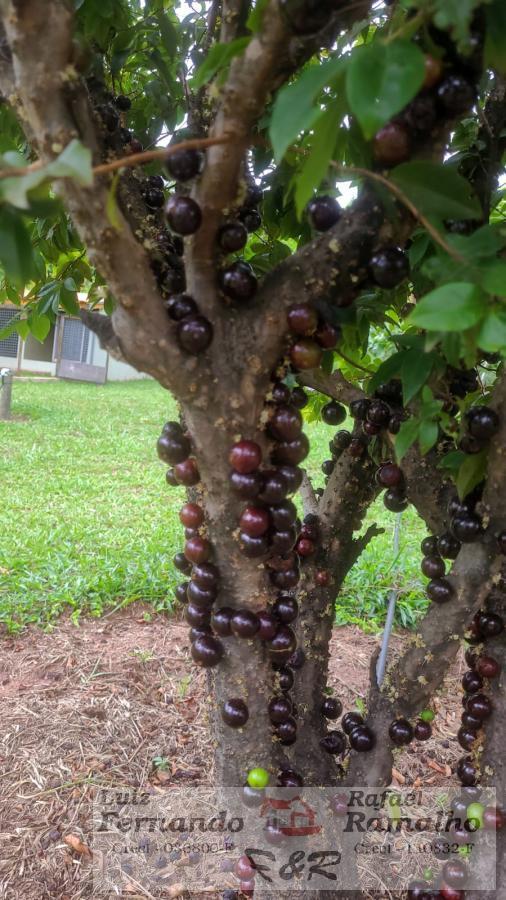 Fazenda à venda com 3 quartos, 6300m² - Foto 47