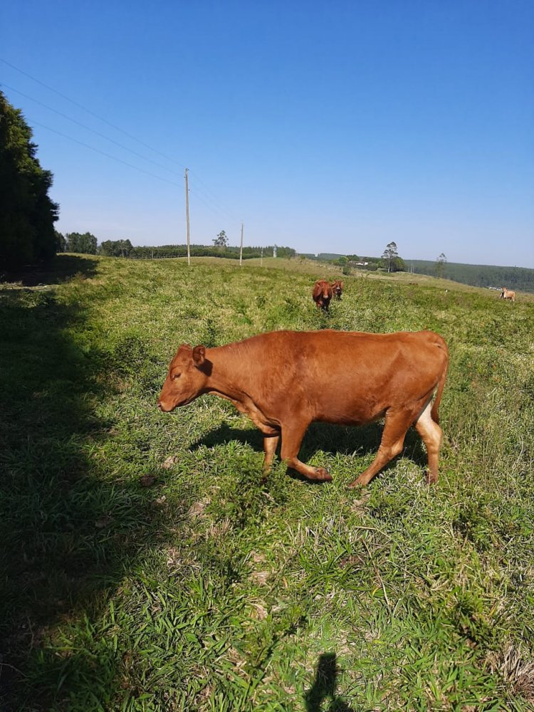 Fazenda à venda, 50m² - Foto 2