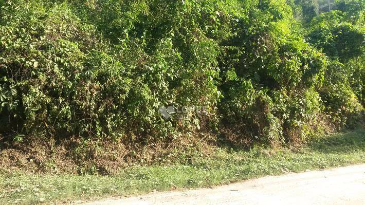 Terreno, 1 hectares - Foto 5