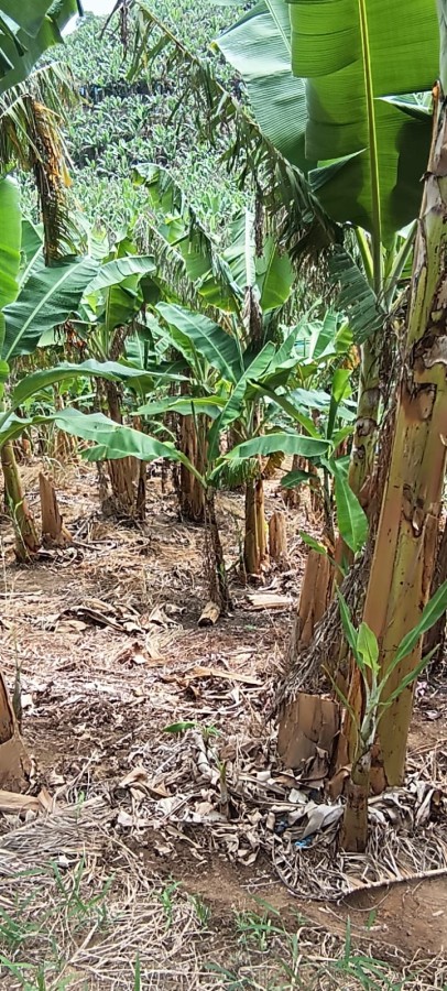 Fazenda à venda, 77m² - Foto 6