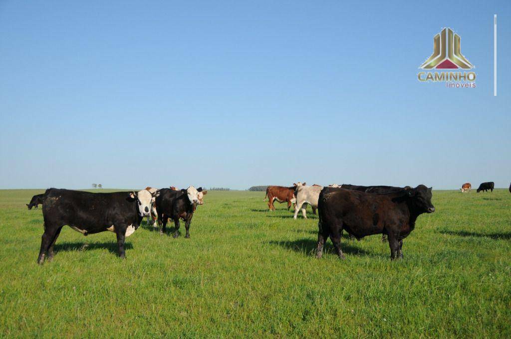 Fazenda à venda com 5 quartos, 33455000M2 - Foto 49