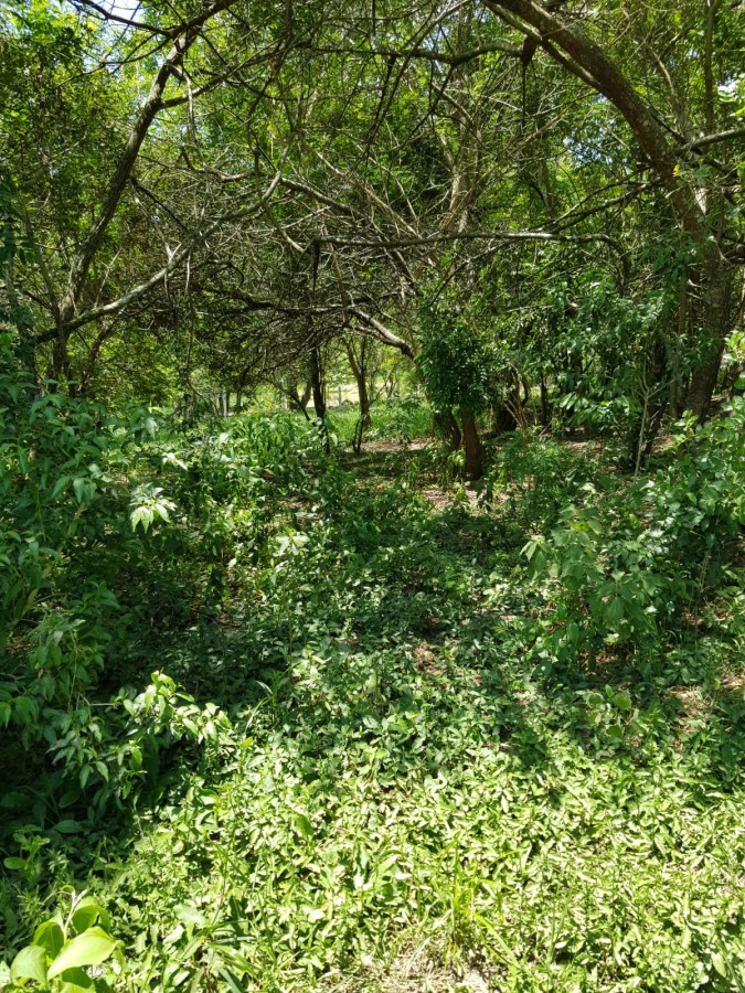 Chácara à venda, 5000m² - Foto 5