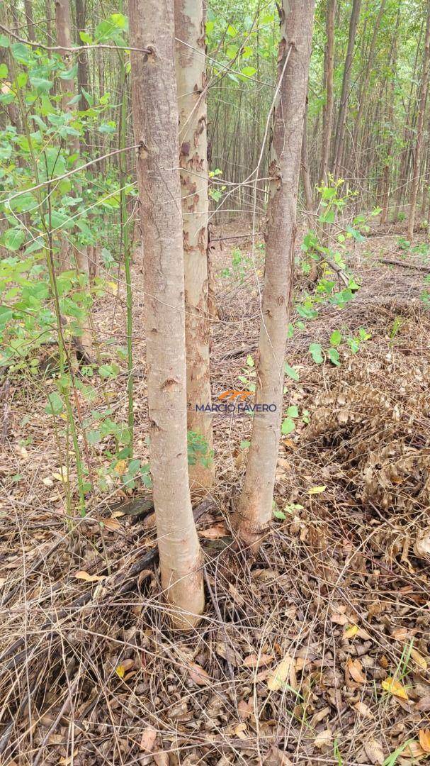 Sítio, 62 hectares - Foto 6