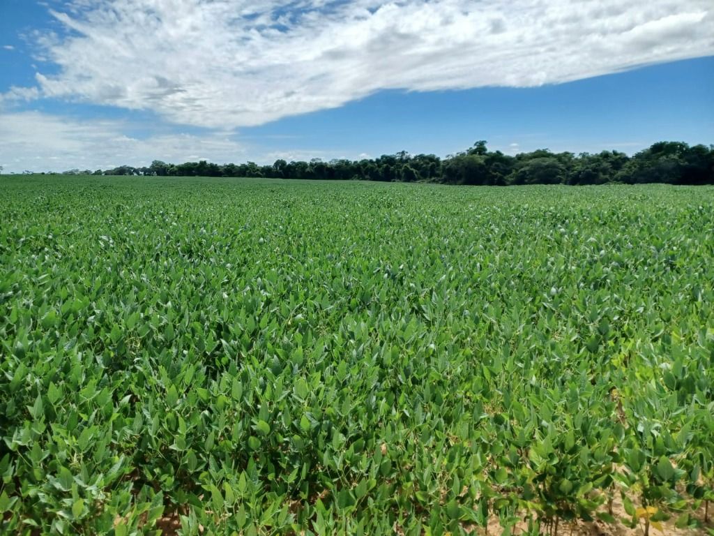 Fazenda à venda, 31060000M2 - Foto 14