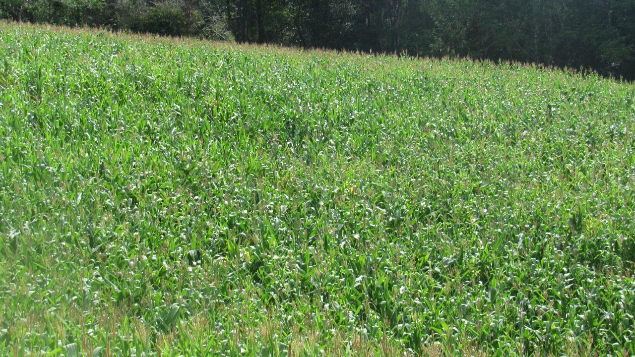 Loteamento e Condomínio à venda, 120000m² - Foto 6