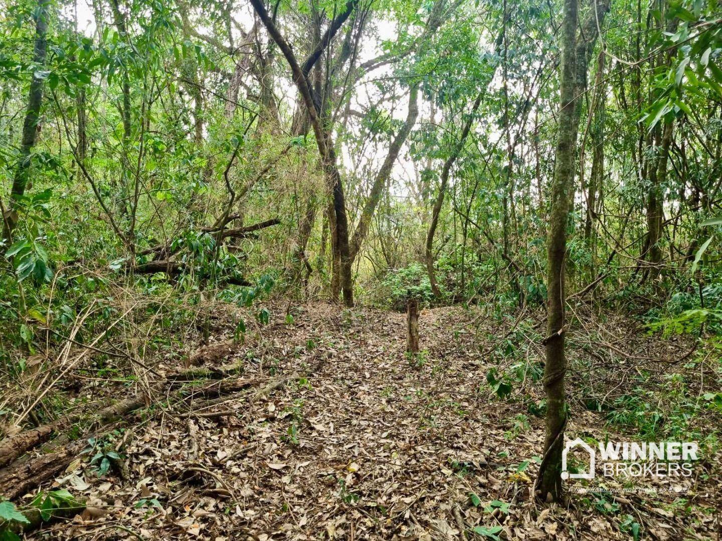 Terreno, 4500 m² - Foto 5