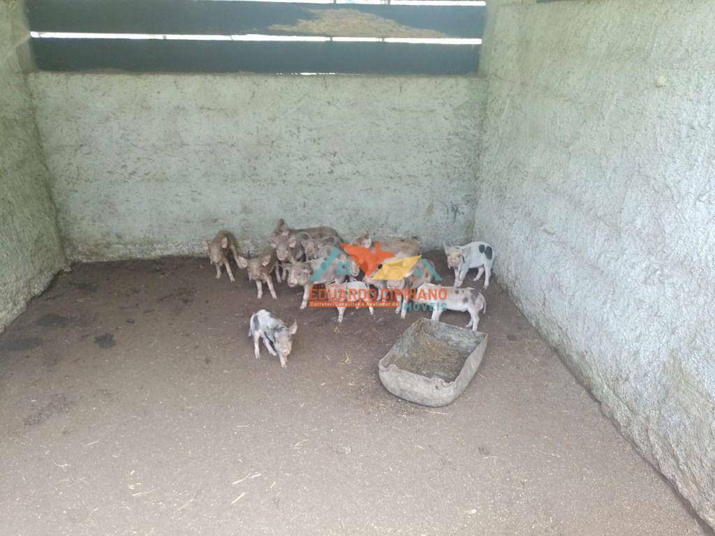 Chácara, 2 quartos, 2 hectares - Foto 5