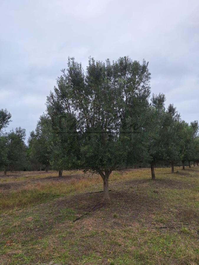 Fazenda à venda, 59m² - Foto 28