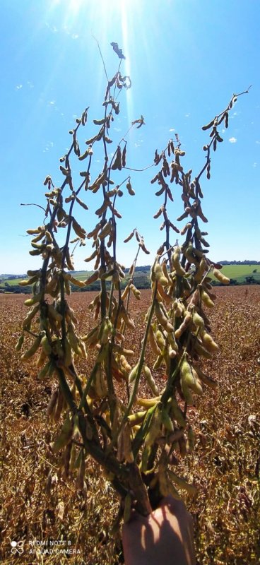 Fazenda, 108 hectares - Foto 13