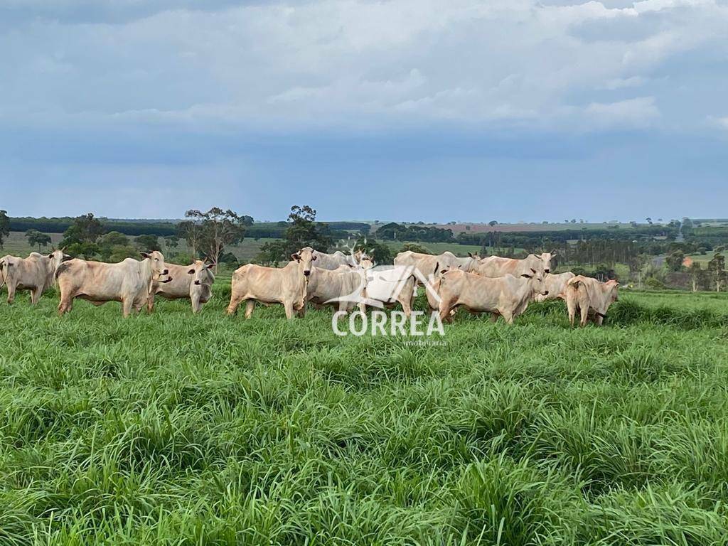 Fazenda à venda, 8293581M2 - Foto 1