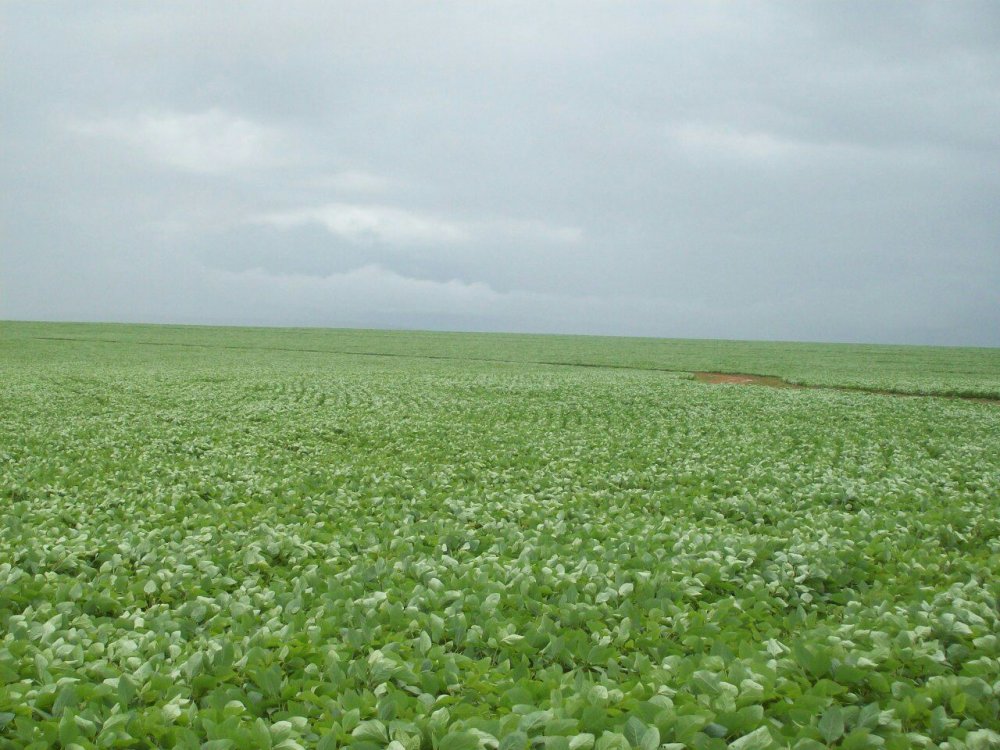 Fazenda à venda, 57000m² - Foto 9