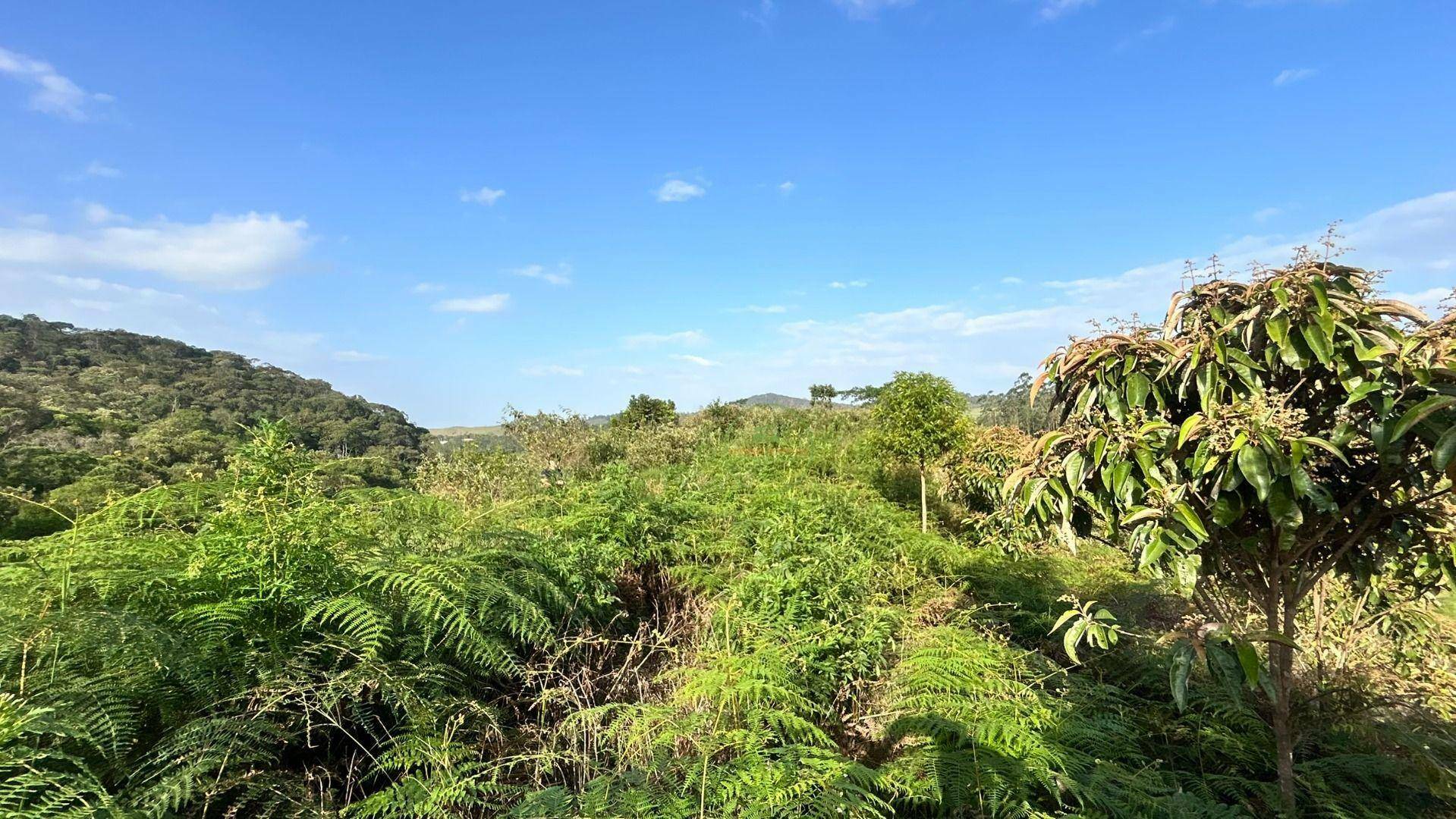 Chácara, 8000 m² - Foto 5