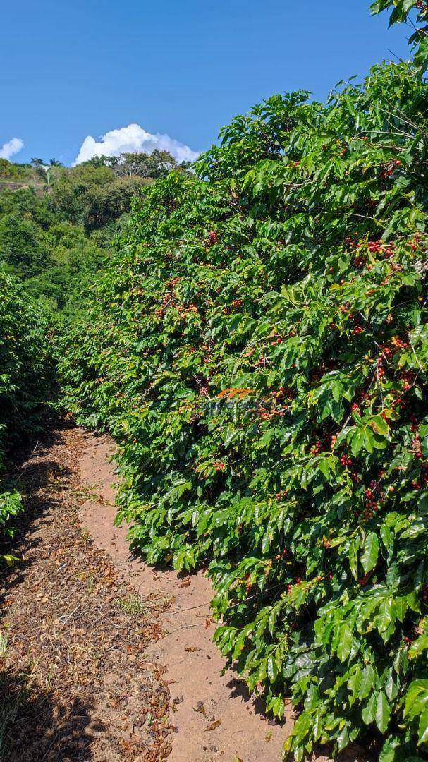 Fazenda-Sítio-Chácara, 253 hectares - Foto 5