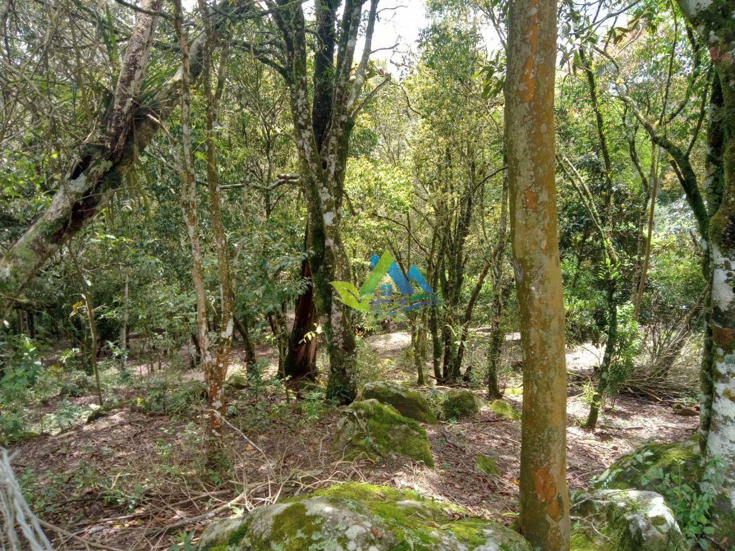 Sítio à venda com 2 quartos, 8697M2 - Foto 29