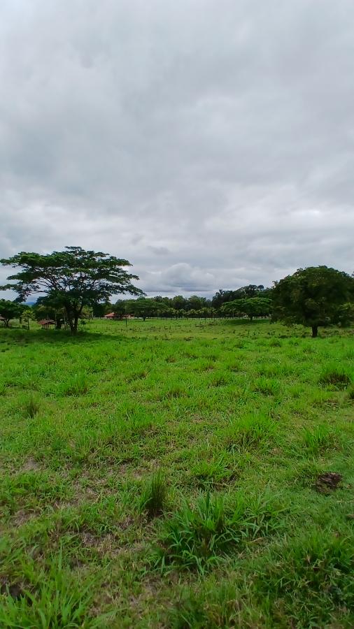 Fazenda à venda com 4 quartos, 19m² - Foto 24