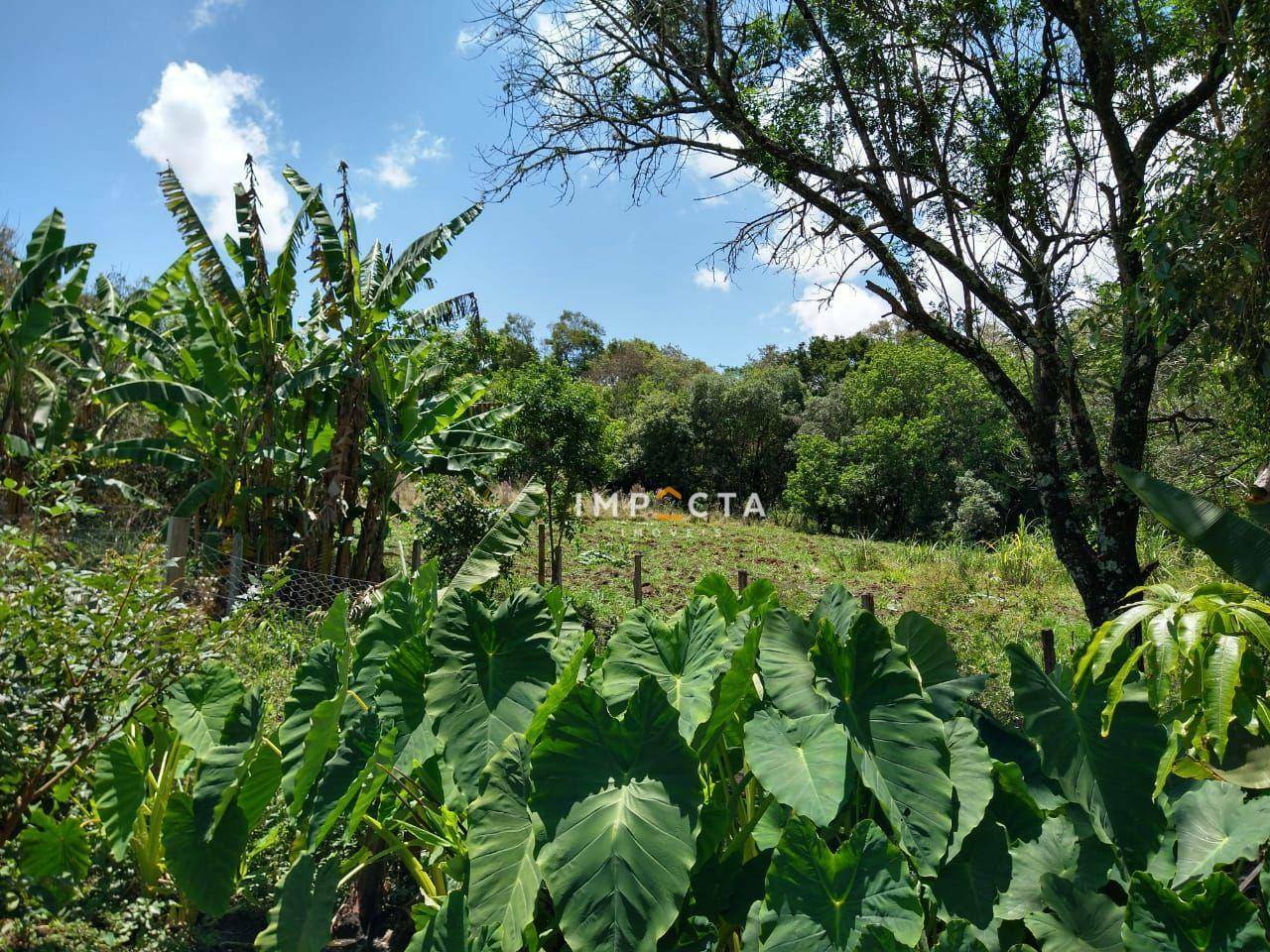 Sítio à venda com 3 quartos, 58000M2 - Foto 134