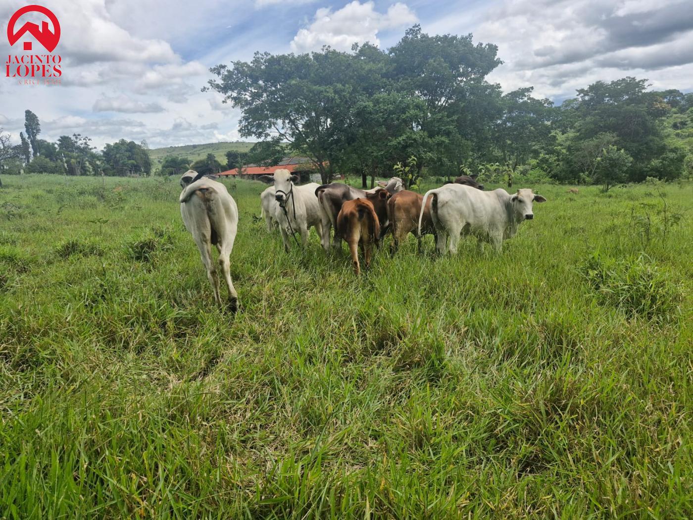 Fazenda à venda com 2 quartos, 120m² - Foto 42