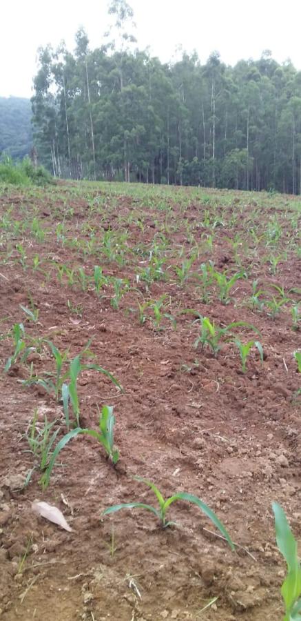 Fazenda-Sítio-Chácara, 378 hectares - Foto 5