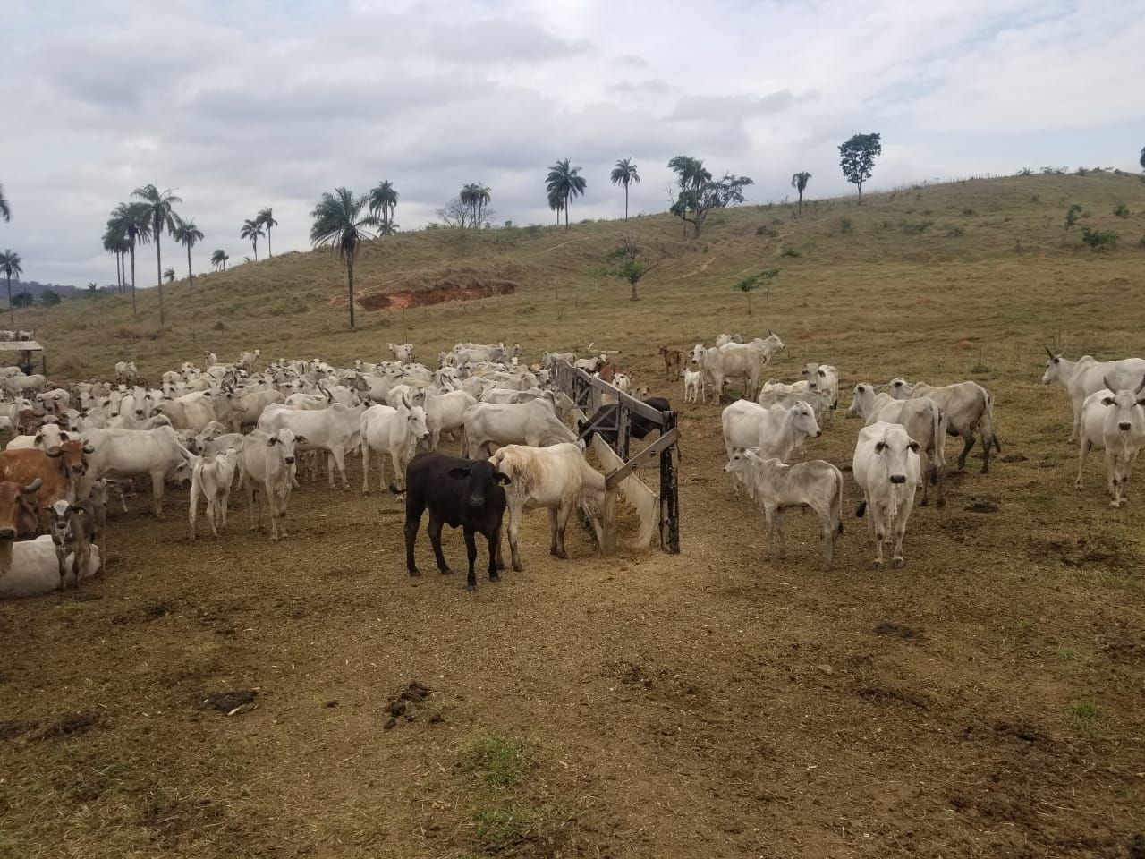 Fazenda à venda, 1839200M2 - Foto 3