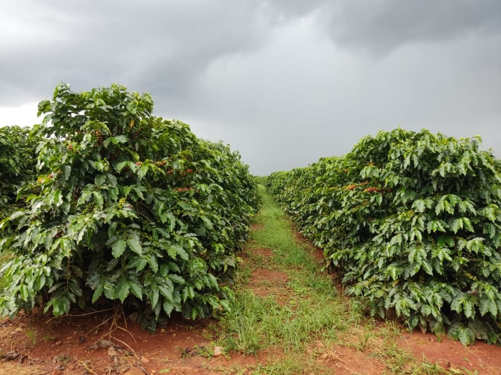 Fazenda à venda com 2 quartos, 3388000m² - Foto 8