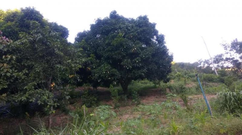 Fazenda à venda, 60m² - Foto 6