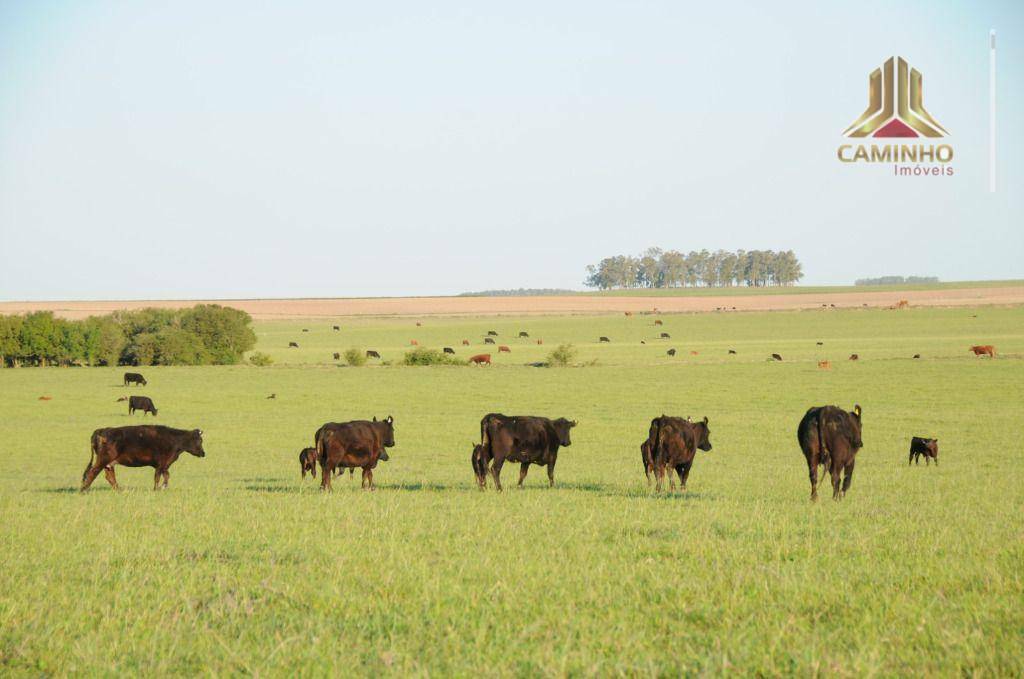 Fazenda à venda com 5 quartos, 33455000M2 - Foto 4