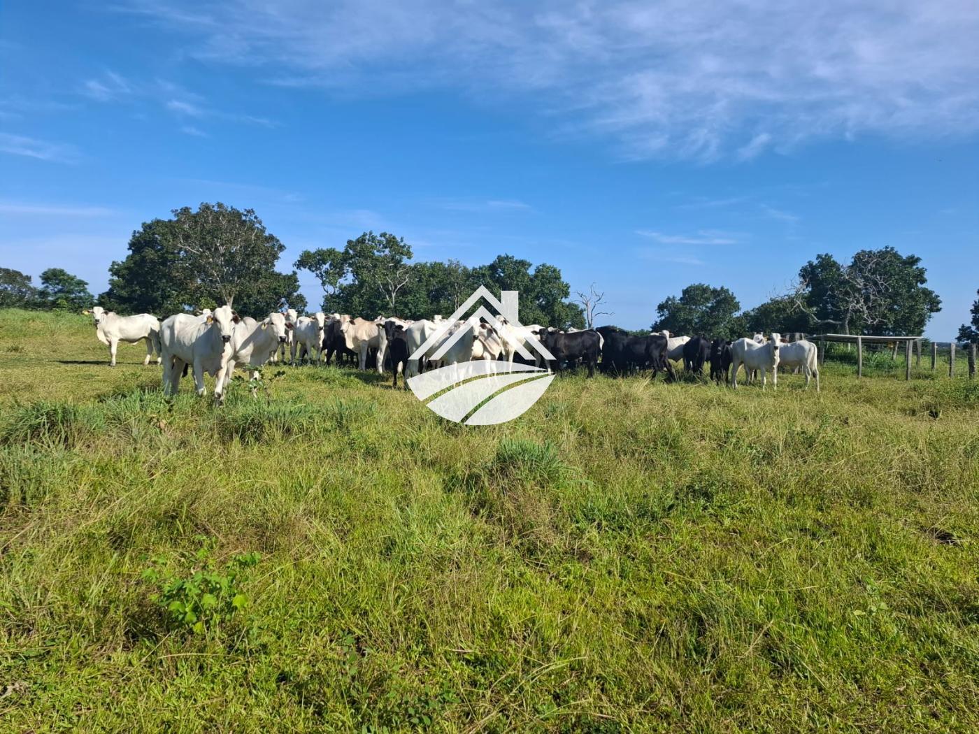 Fazenda-Sítio-Chácara, 1 m² - Foto 11